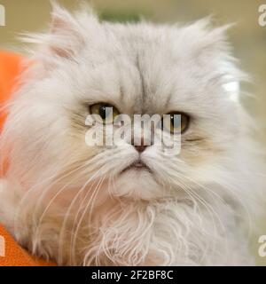gatto persiano Foto Stock