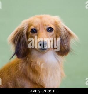 Dachshund in miniatura dai capelli lunghi Foto Stock