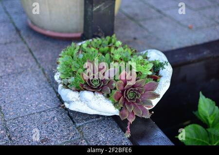 Funghi in un contenitore decorativo sulla terrazza del giardino in una calda giornata estiva soleggiata. Foto Stock