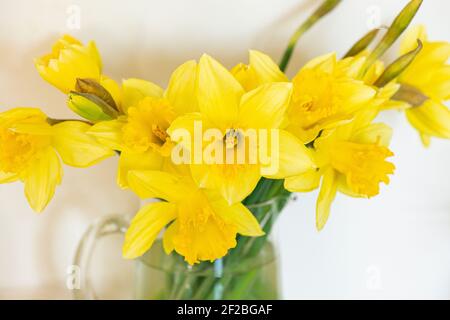 Cut daffodil flowers in vase Foto Stock