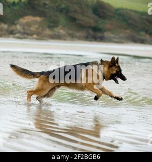 Pastore tedesco Foto Stock