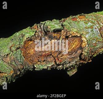 Lesione di un canker di mele (Neonectria ditissima) lesione su legno di mela con peritheci overwintering Foto Stock