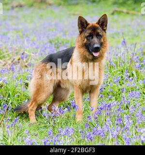 Cane da pastore tedesco, GSD Foto Stock