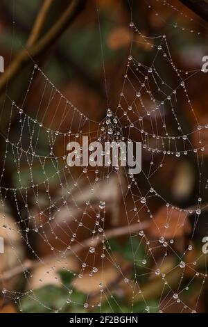 Goccioline forgiate da una nebbia di mattina presto sui filetti delicati del gossamer di un fotoricettore orb del ragnatela, Berkshire, febbraio Foto Stock