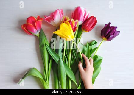 Bouquet primaverile di tulipani rosa, gialli e viola. Mano del bambino che tiene tulipano giallo. Foto Stock