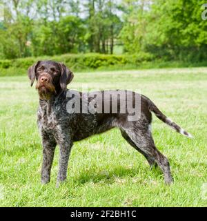 German wirehaired puntatore Foto Stock