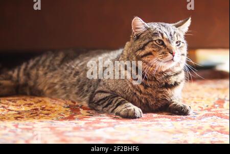 Gatto domestico pigro a righe che si rilassa su tappeto colorato a casa Foto Stock