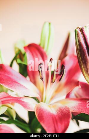 Vista astratta del centro di un giglio asiatico di colore rosa scuro (giglio orientale), Lilium Hybrid. Messa a fuoco selettiva con sfondo sfocato. Foto Stock