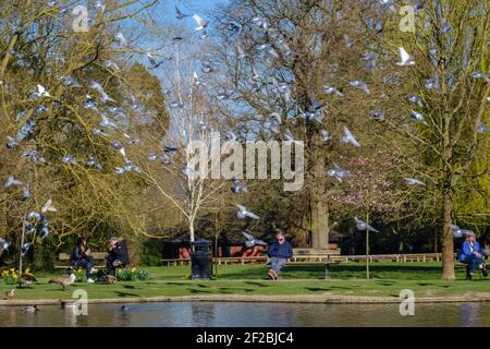 Le persone che si siedono sulle panchine del parco al sole con i piccioni che volano nell'aria accanto allo stagno al Pinner Memorial Park, Pinner, Harrow, Londra, Regno Unito. Foto Stock