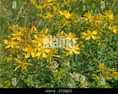 Fioritura dell'erba di San Giovanni, ipericum perforatum Foto Stock