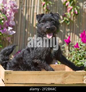 Patterdale cane terrier Foto Stock