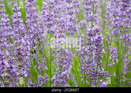 Foto a colori saturi. Campo di piantagione di lavanda viola. Vista frontale. Adatto per negozi di saponi, comete naturali, prodotti ecologici. Foto Stock