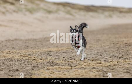 Primo piano ritratto di bella giovane Husky Siberiano in esecuzione su la spiaggia con sabbia che spruzzi e la lingua che pende fuori bocca guarda con brigante Foto Stock