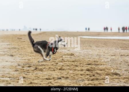 Bella giovane Husky siberiano che corre sulla spiaggia con spruzzi sabbia e lingua che pendono fuori della bocca guarda con allegro occhi blu brillante Foto Stock