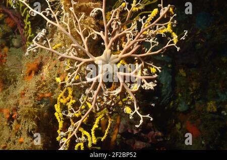 Astrospartus mediterranea, bascetstar mediterranea, Mittelmeer-Gorgonenhaupt, Tamariu, Costa Brava, Spagna, Mar Mediterraneo Foto Stock
