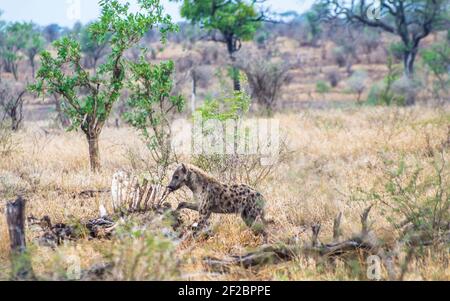 Avvistato l'alimentazione di Hyena su una grande carcassa nel Parco Nazionale Kruger, Sud Africa. Febbraio 2016. Foto Stock