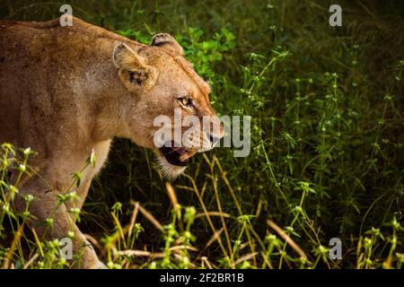 Una leonessa ruggendo nella Kapama Game Reserve, Sudafrica. Febbraio 2021 Foto Stock