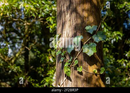 Alpinismo azoreo su un albero, foresta delle Azzorre, destinazione di viaggio Sao Miguel. Foto Stock