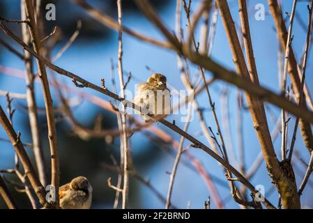 Giovane passero singolo seduto sul ramo senza foglie Foto Stock