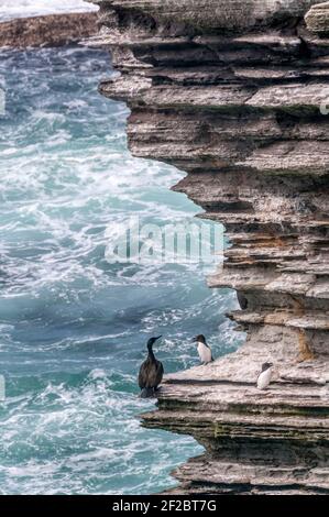 Uno shag, Phalacrocorax aristotelis, e due razorbills, Alca torda, sulle scogliere a Brough di Birsay, Orkney. Foto Stock