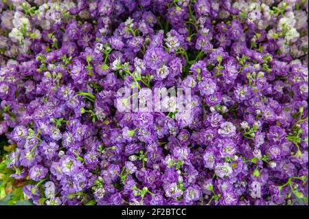 Bouquet grande di mattiola primo piano. Lilla fiori delicati - sfondo floreale. Foto Stock