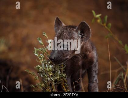 Avvistato cub Hyena nel Parco Nazionale Kruger, Sud Africa. Febbraio 2016. Foto Stock