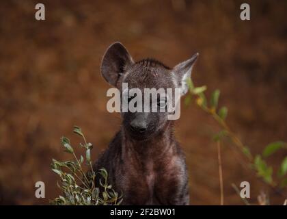 Avvistato cub Hyena nel Parco Nazionale Kruger, Sud Africa. Febbraio 2016. Foto Stock