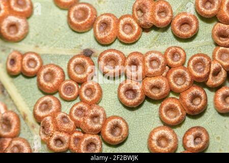 Palline di bottoni di seta (Neuroterus numismalis) su quercia. Sussex, Regno Unito. Foto Stock