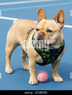 Frenchie guardando via Foto Stock