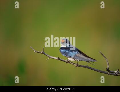 Swallow con coda di filo su un torso spinoso nella Riserva Naturale di Rietvlei, Sud Africa. Dicembre 2020 Foto Stock