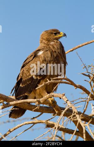 Steppa Eagle (Aquila nipalensis) Foto Stock
