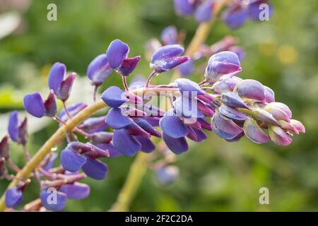 Fiore blu-rosa di lupino inclinato a destra con gocce di rugiada su un morbido sfondo verde sfocato. Vista ravvicinata. Soleggiata mattina d'estate. Fuori fuoco Foto Stock