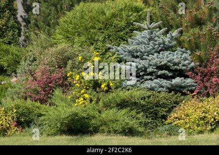 Paesaggio con abete rosso blu, bacca di borgogna, pini, thujas. Sfondo verde del parco Foto Stock