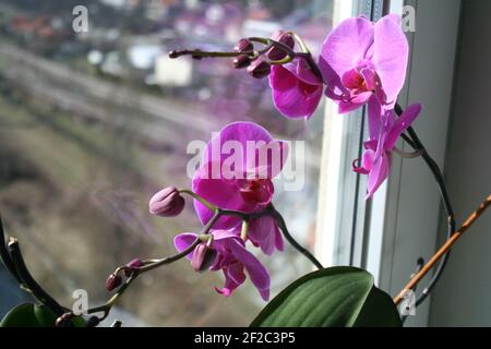 Orchidea di fiore di Purplr Foto Stock