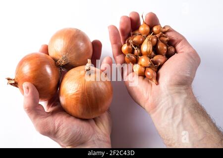 Bulbi di semina di cipolla in una mano e pronta raccolta di questa cipolla in altra mano, su fondo nero. Foto Stock