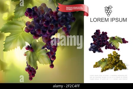 Concetto di uva naturale fresca con grappoli di rosso e bianco uva in stile realistico illustrazione vettoriale Illustrazione Vettoriale