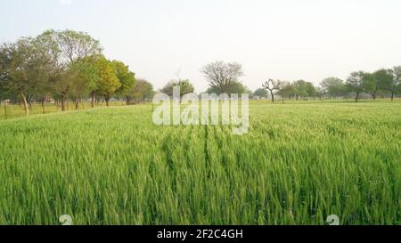 Un grande campo di grano in India e picchi grezzi contro un cielo luminoso. Paesaggio rurale con raccolti di grano immature al tramonto. Orecchie di grano verde Foto Stock