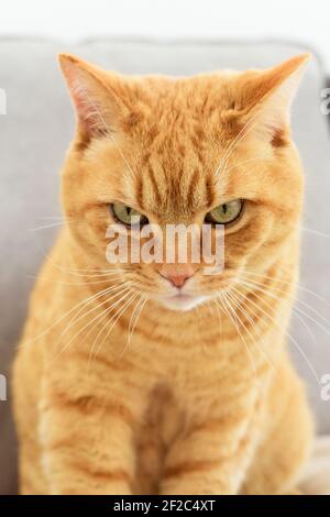 Gatto zenzero con espressione grumpia del viso Foto Stock