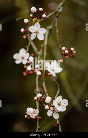 Prunus cerasifera negra (Prunus cerasifera) Foto Stock