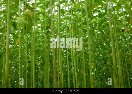 Golden fibra Jute Land. È la iuta di più alta qualità in Bangladesh. Immagine di primo piano di alto livello. Foto Stock