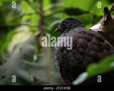 Closeup macro shot di Andean Guan Penelope montagnii nero marrone Pollo tacchino uccello in Valle del Cocora Valle Salento Quindio Colombia Sud America Foto Stock