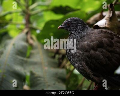 Closeup macro shot di Andean Guan Penelope montagnii nero marrone Pollo tacchino uccello in Valle del Cocora Valle Salento Quindio Colombia Sud America Foto Stock