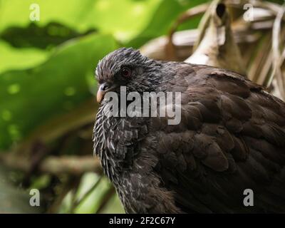 Closeup macro shot di Andean Guan Penelope montagnii nero marrone Pollo tacchino uccello in Valle del Cocora Valle Salento Quindio Colombia Sud America Foto Stock