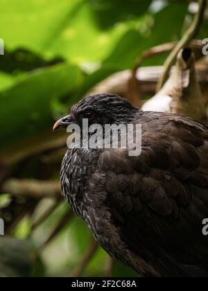 Closeup macro shot di Andean Guan Penelope montagnii nero marrone Pollo tacchino uccello in Valle del Cocora Valle Salento Quindio Colombia Sud America Foto Stock