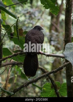 Closeup macro shot di Andean Guan Penelope montagnii nero marrone Pollo tacchino uccello in Valle del Cocora Valle Salento Quindio Colombia Sud America Foto Stock