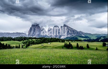 Prati fioriti dell'alpe di seiser con la montagna langkofel sullo sfondo. Foto Stock