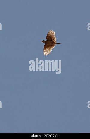 Lark alato rosso (Mirafra ipermetra ipermrtra) maschio adulto in volo canzone Tsavo East National Park, Kenya Novembre Foto Stock