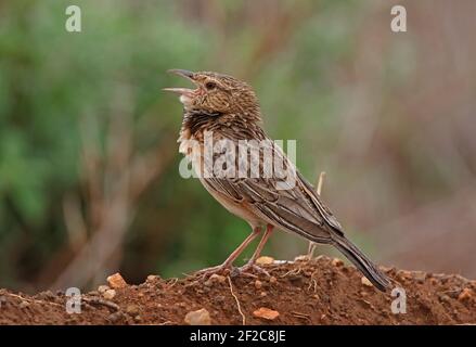 Lark alato rosso (ipermrtra Mirafra ipermetra) canto adulto dalla terra banca Tsavo West National Park, Kenya Novembre Foto Stock