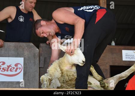 Tosatura delle pecore di Gavin Mutch al Royal Highland Show Foto Stock