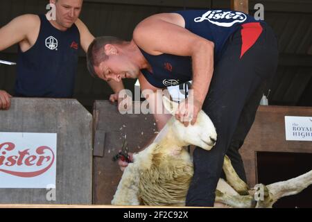 Tosatura delle pecore di Gavin Mutch al Royal Highland Show Foto Stock